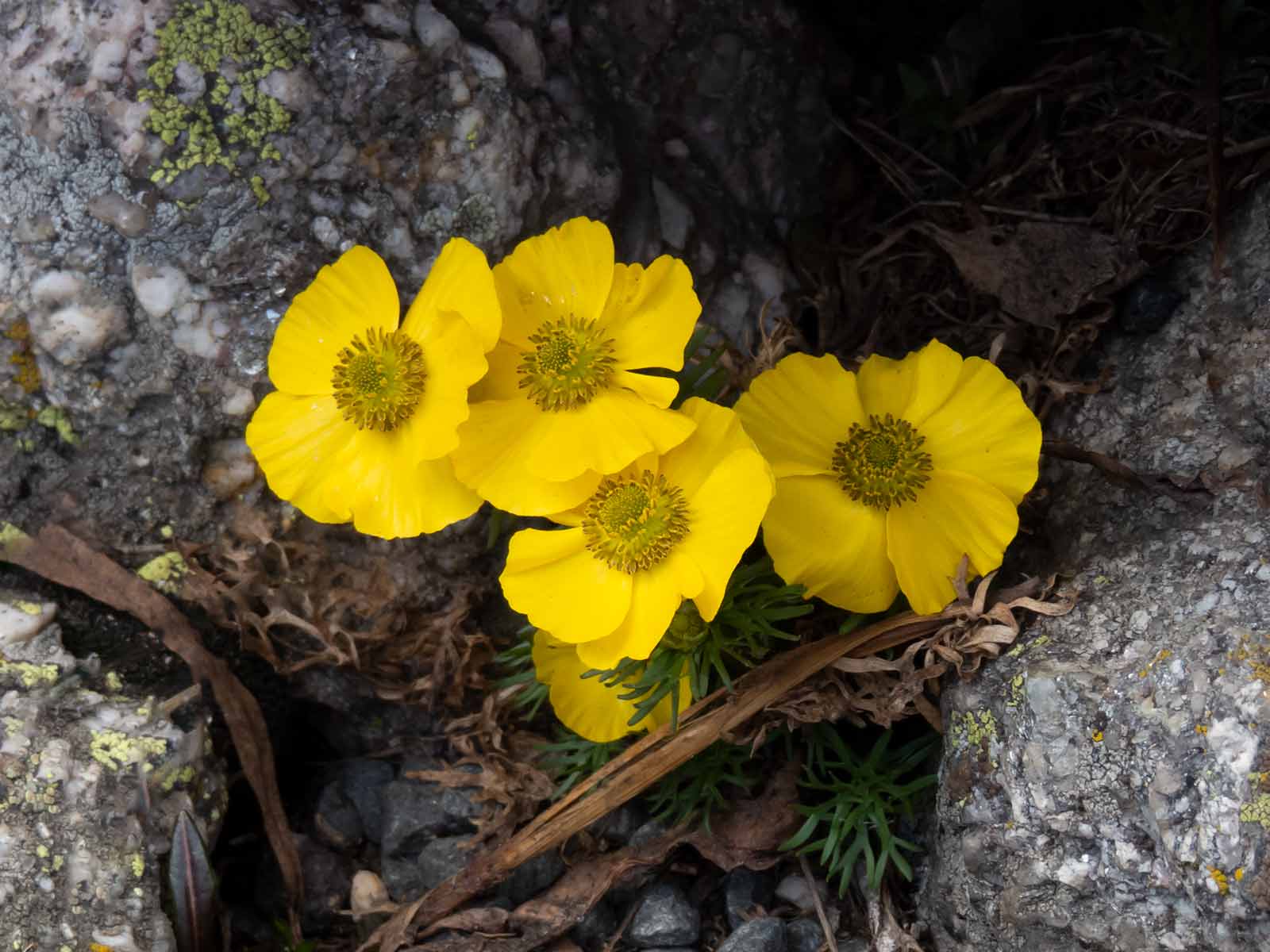 Alpine Blooms In Rocky Mountain National Park - Roaming Owls