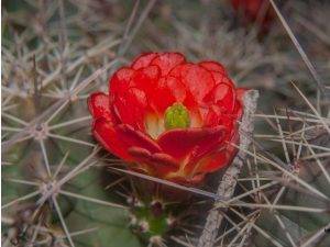 Echinocereus triglochidiatus claret cup cactus