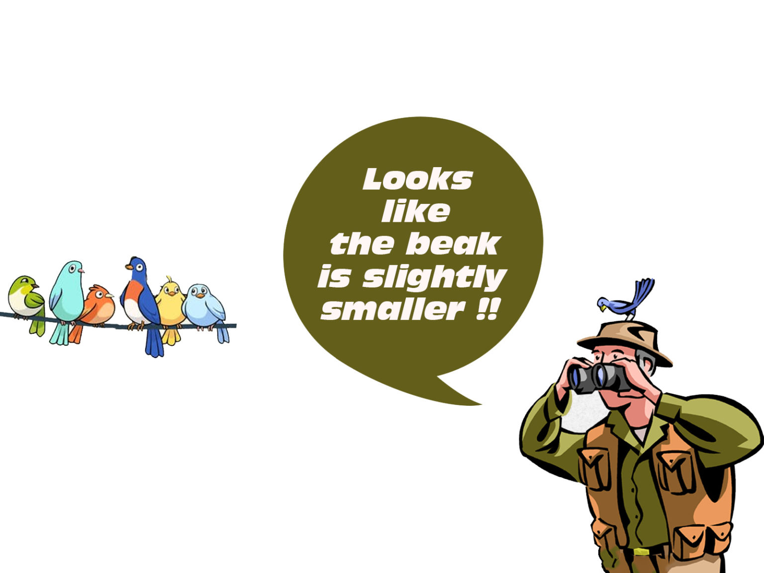 Types Of Bird Watchers - Roaming Owls