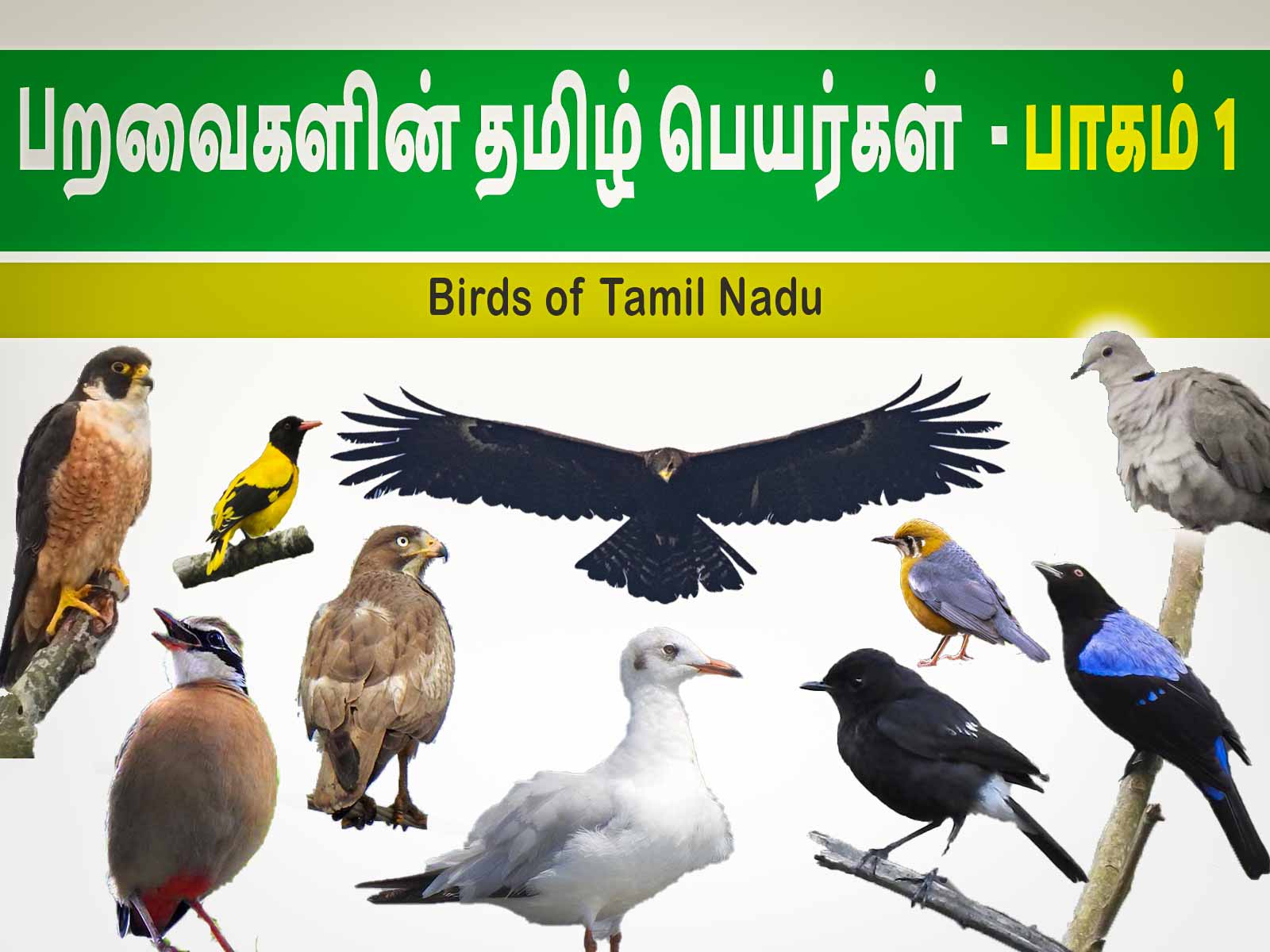 state bird of tamilnadu Archives - Roaming Owls