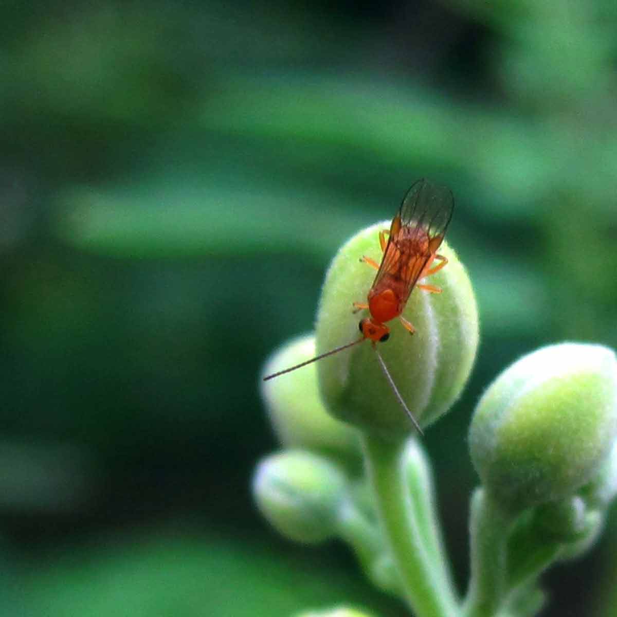 Braconid-Wasps-Family-Braconidae