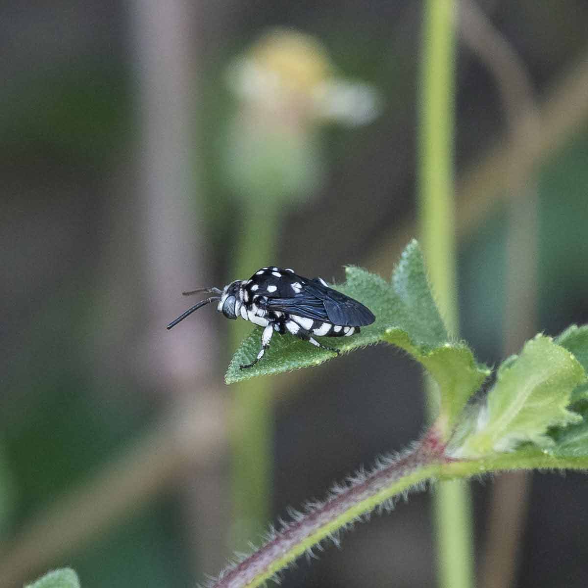 Cloak-and-Dagger-Bees-Genus-Thyreus