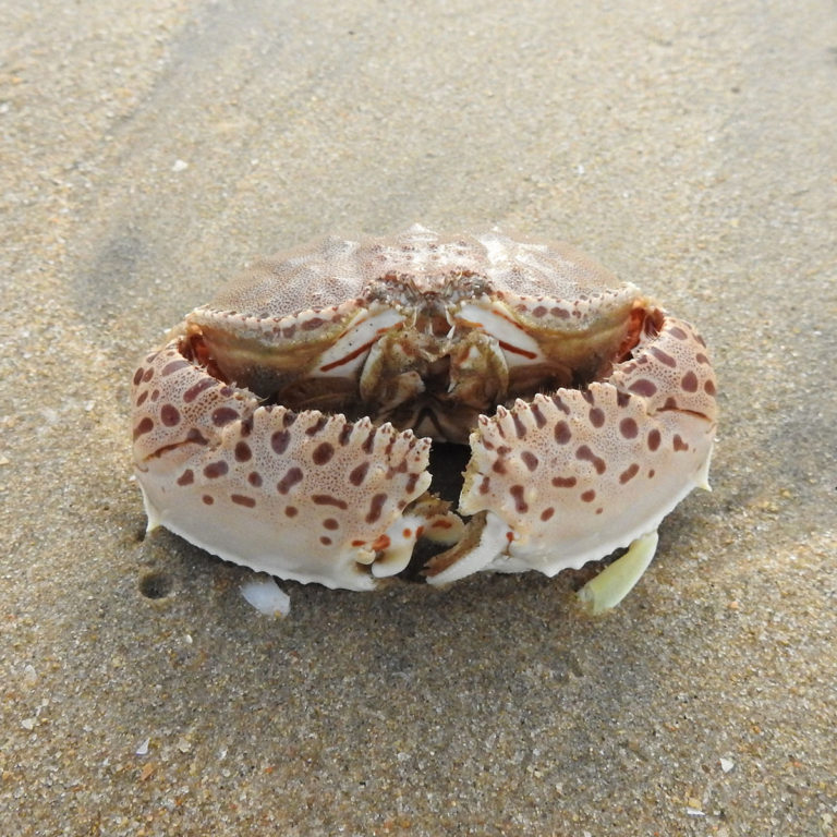 Crabs of India - Roaming Owls