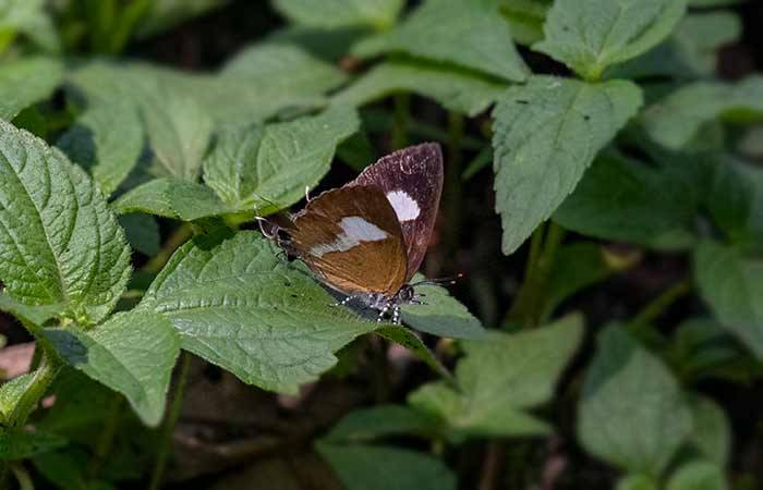 ஓனிக்ஸ் - Common-Onyx