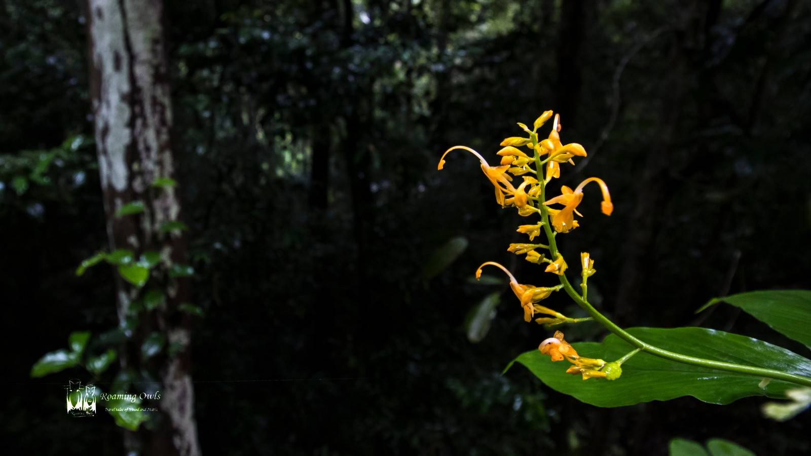 Globba schomburgkii&nbsp;, Dancing Girl Ginger,ponmudi, meenmutty falls , மீன்முட்டி அருவி