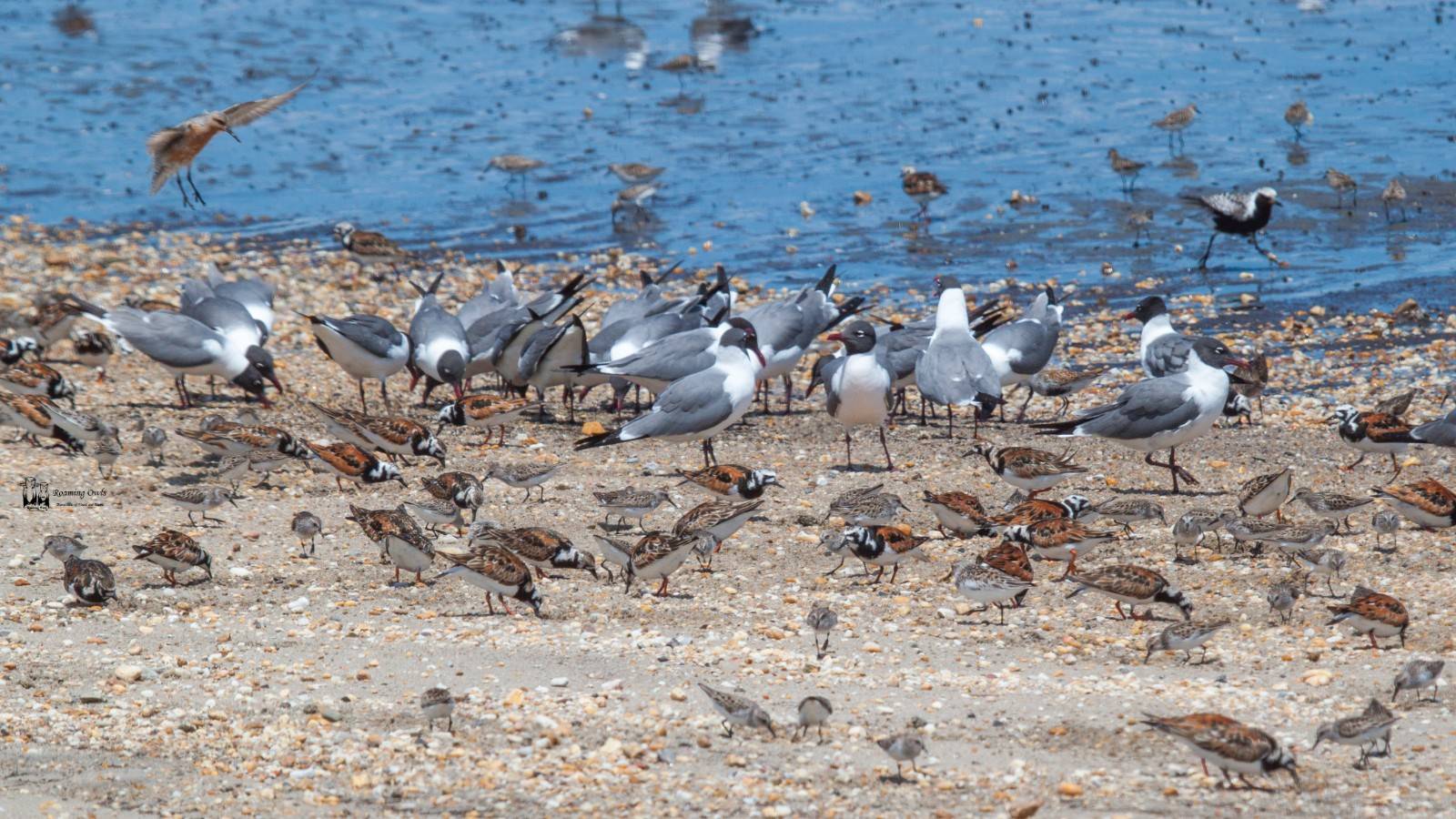 Delaware - Watching horse shoe crabs and birds - Roaming Owls