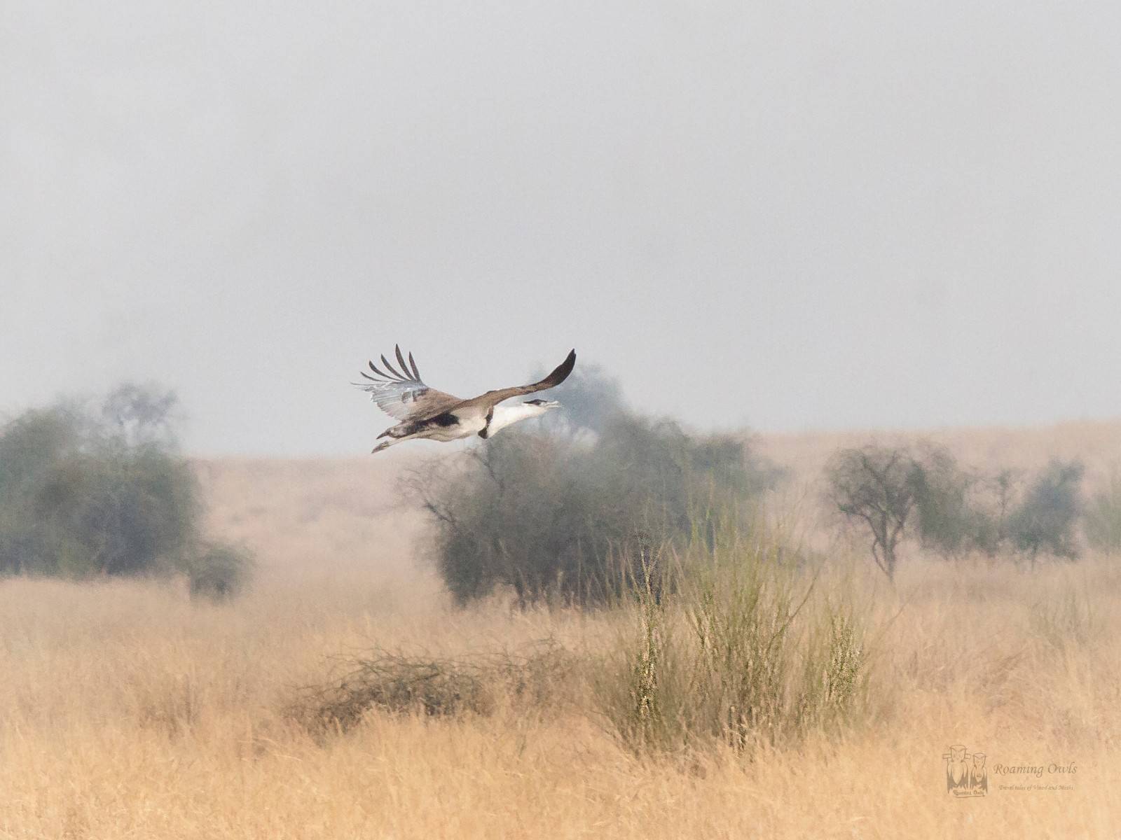 great-indian-bustard-desert-national-park-rajasthan