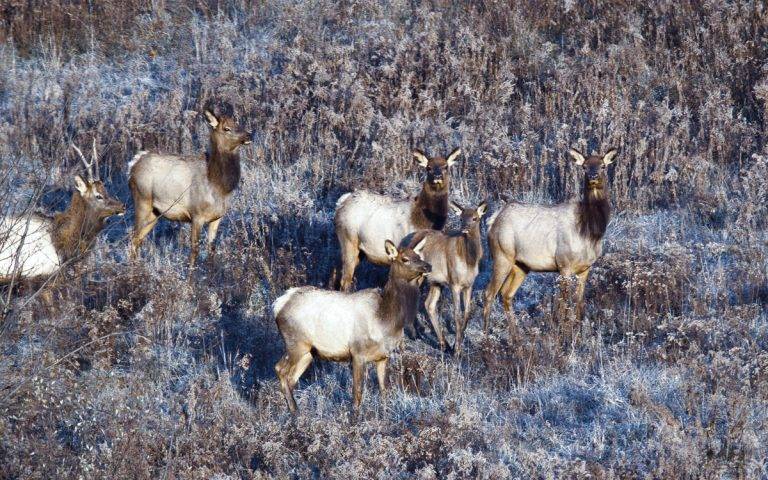 Elk herd