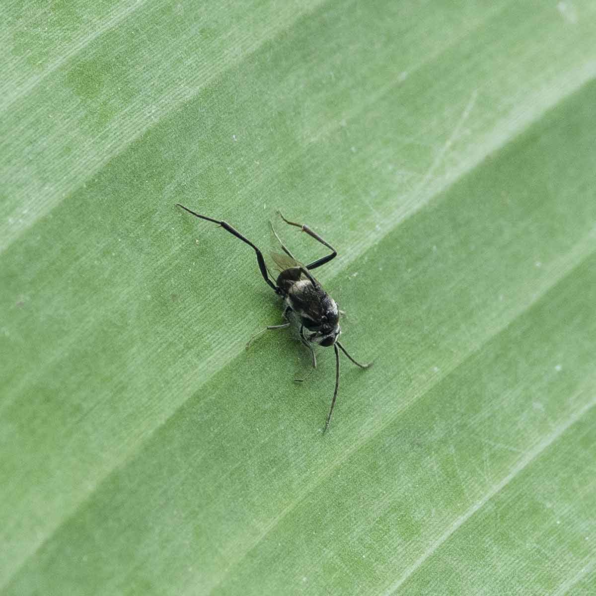 Ensign-Wasps-Family-Evaniidae