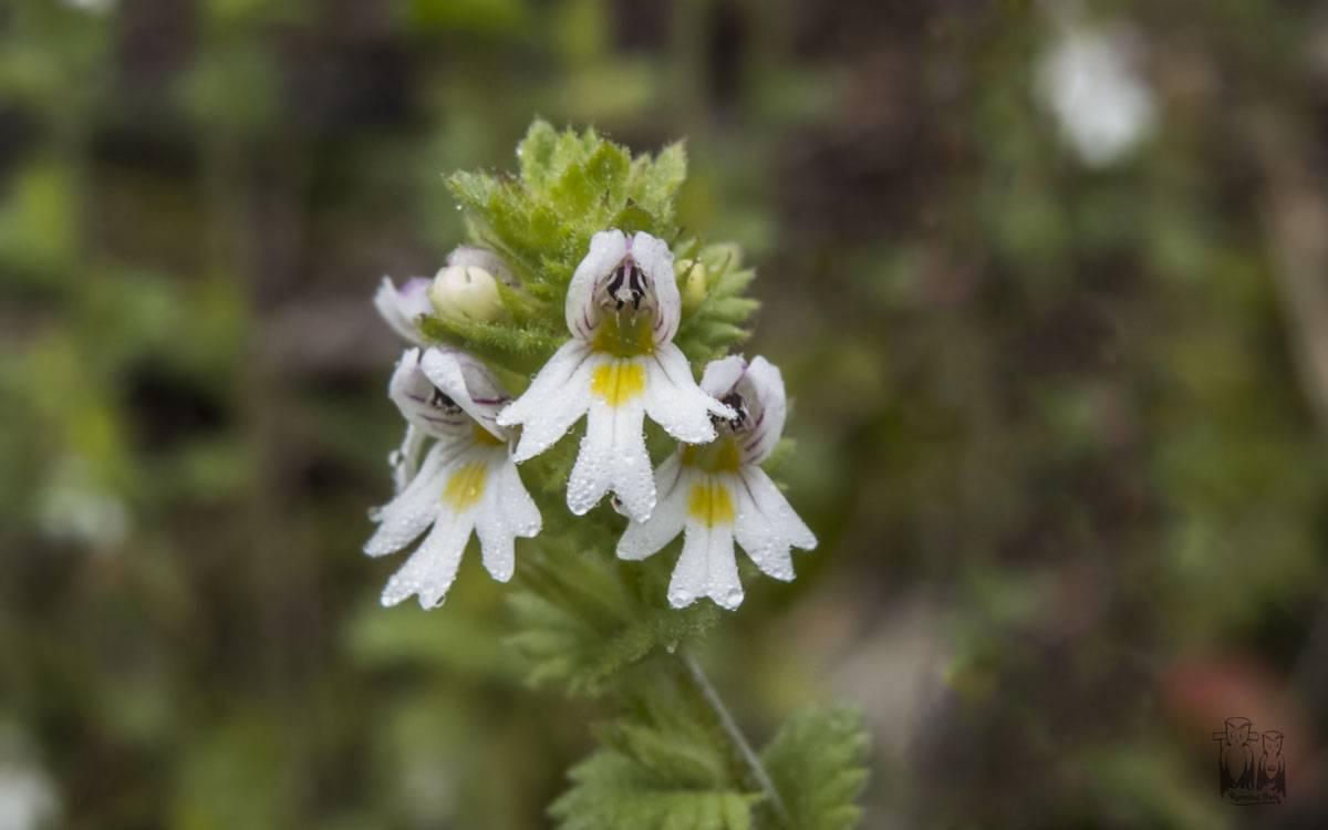 Eyebright-Euphrasia himalayica,valley of flowers