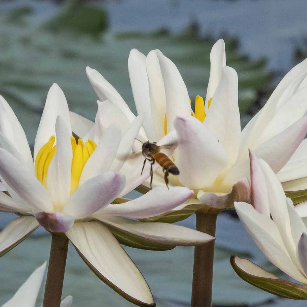 Giant Honey Bee Apis dorsata