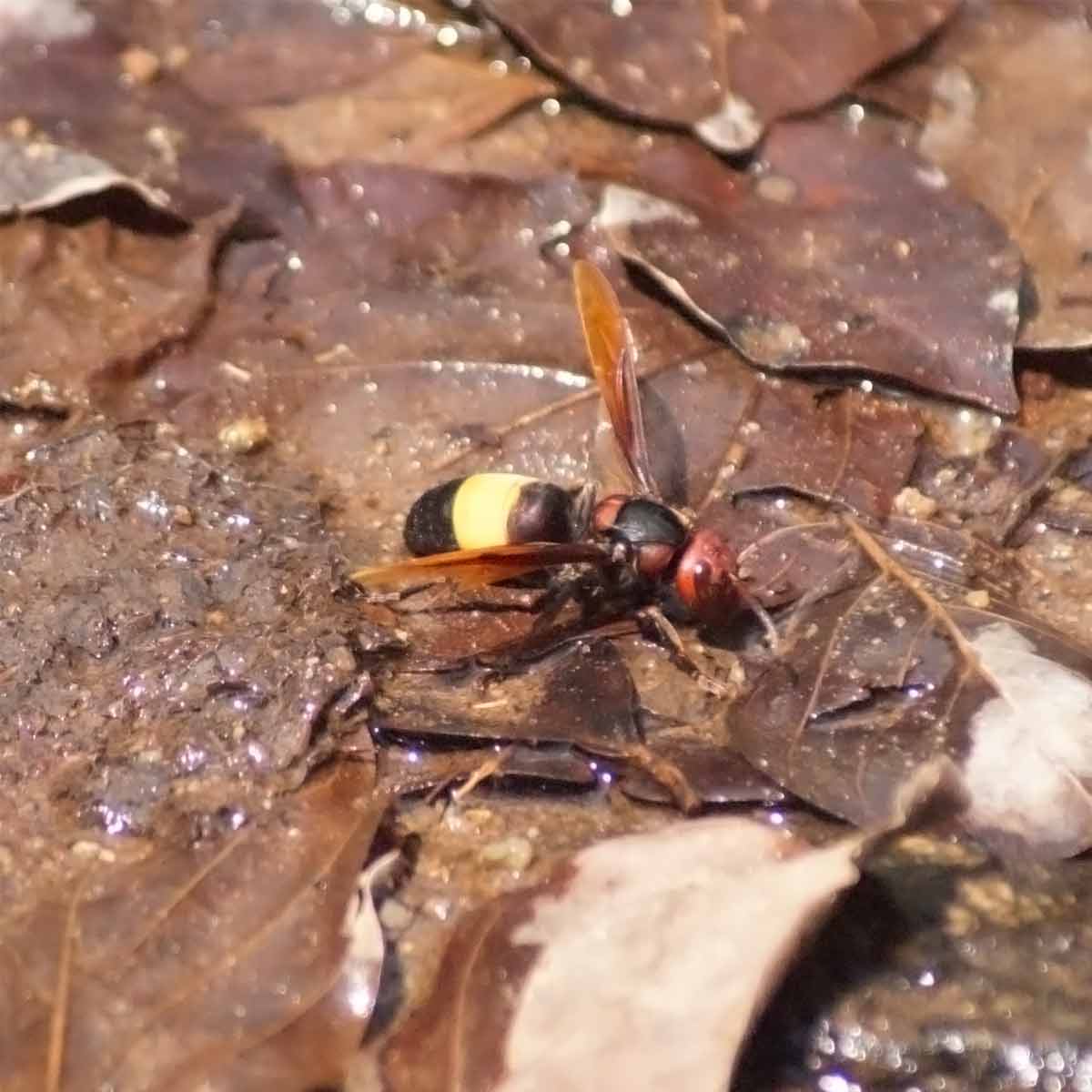 Greater Banded Hornet - Vespa tropica