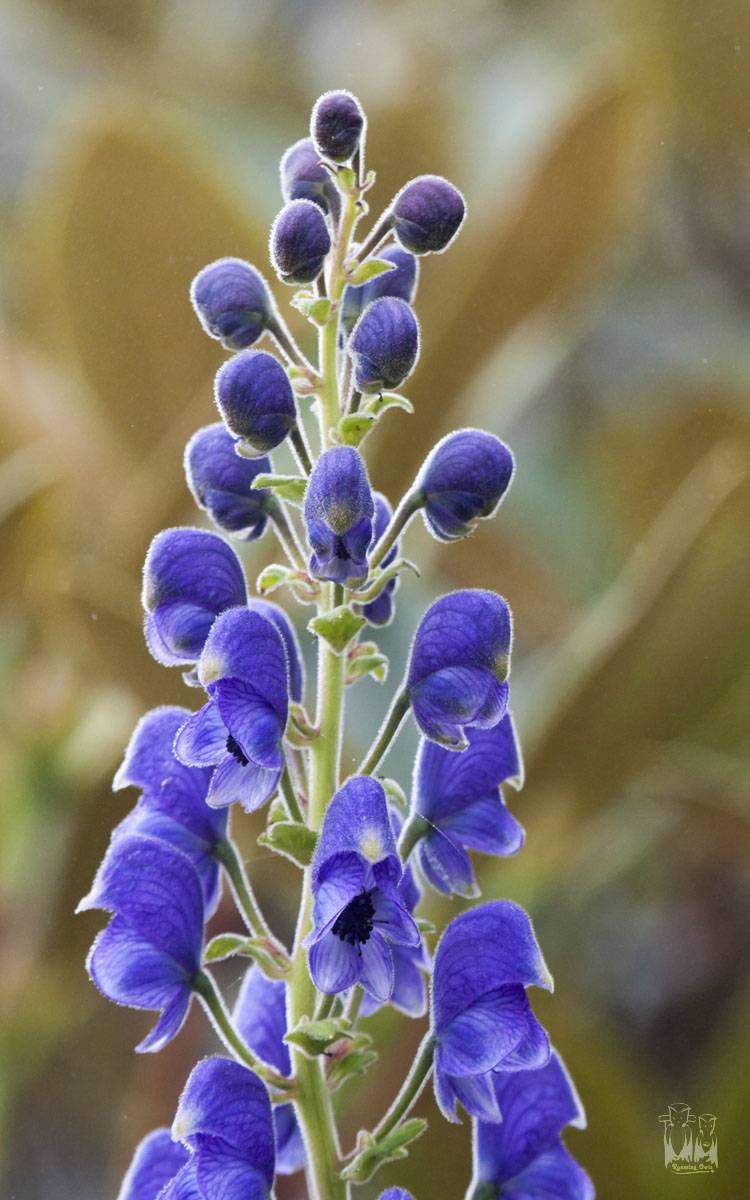 Himalayan Monkshood-Aconitum heterophyllum , valley of flowers
