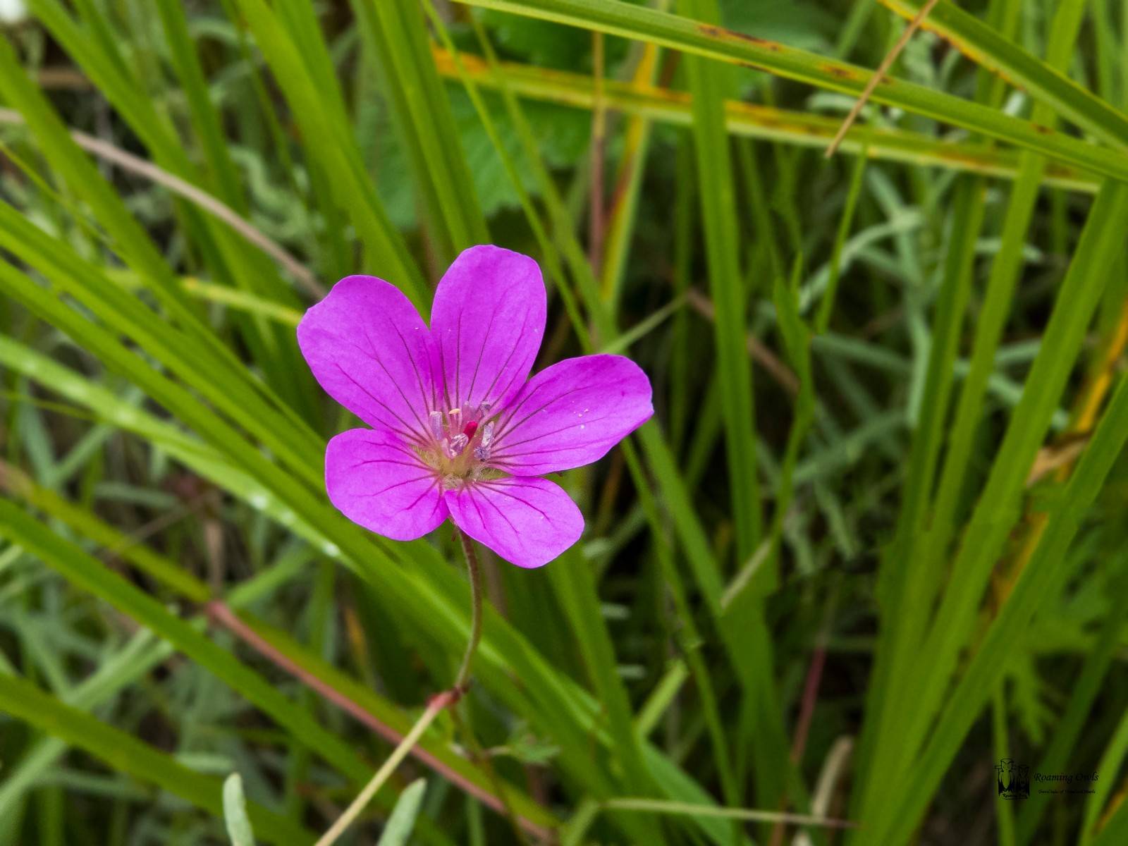 Hill geranium -&nbsp;Geranium collinum&nbsp; , pink himalayan flower