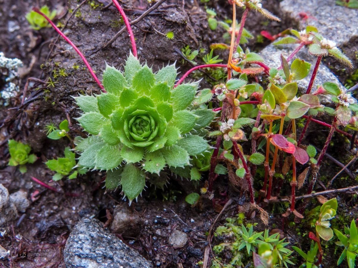 Himalayan plant alpine
