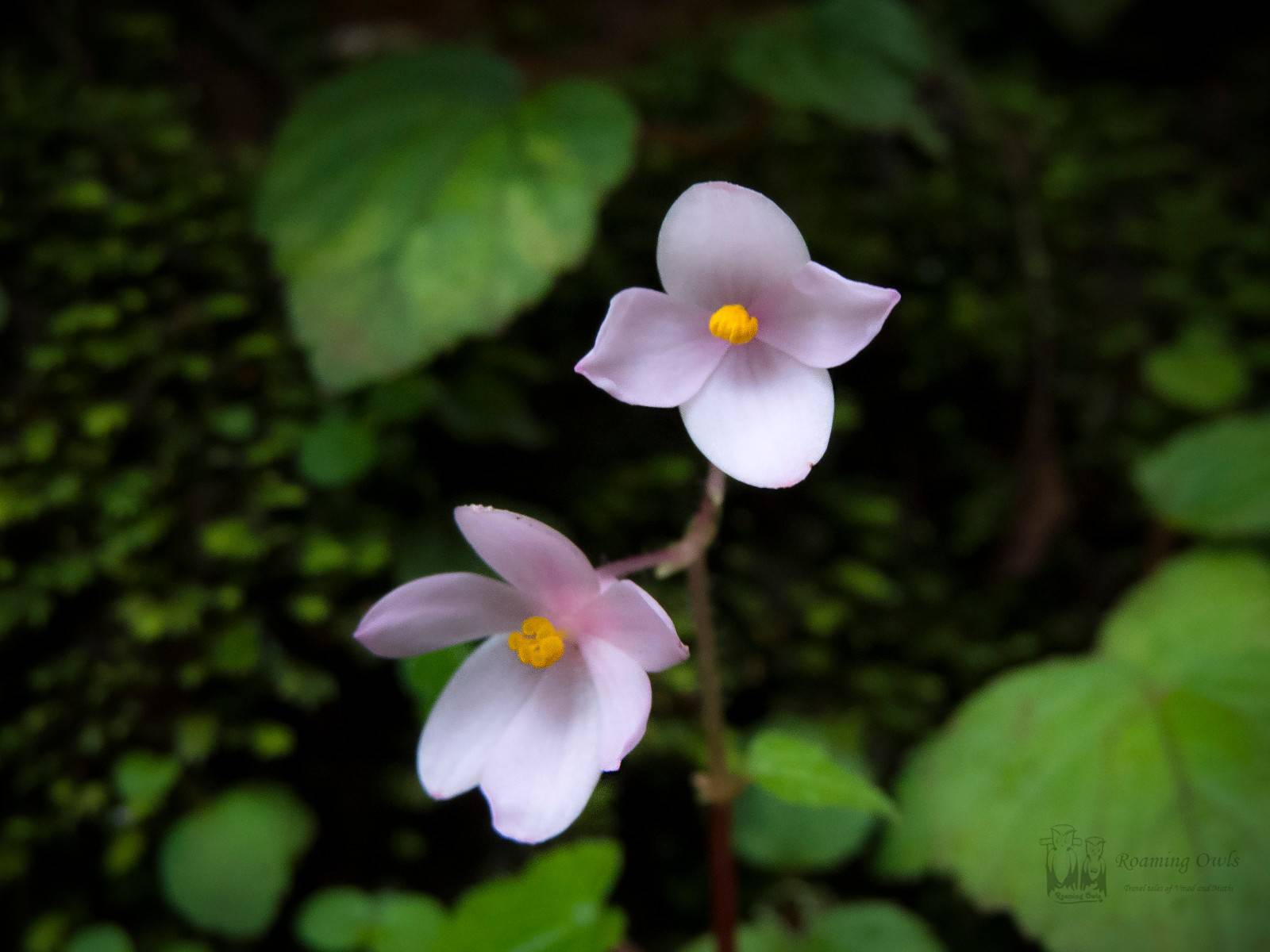 Kaas plateau,Begonia crenata,Common Begonia,kaas wildflower