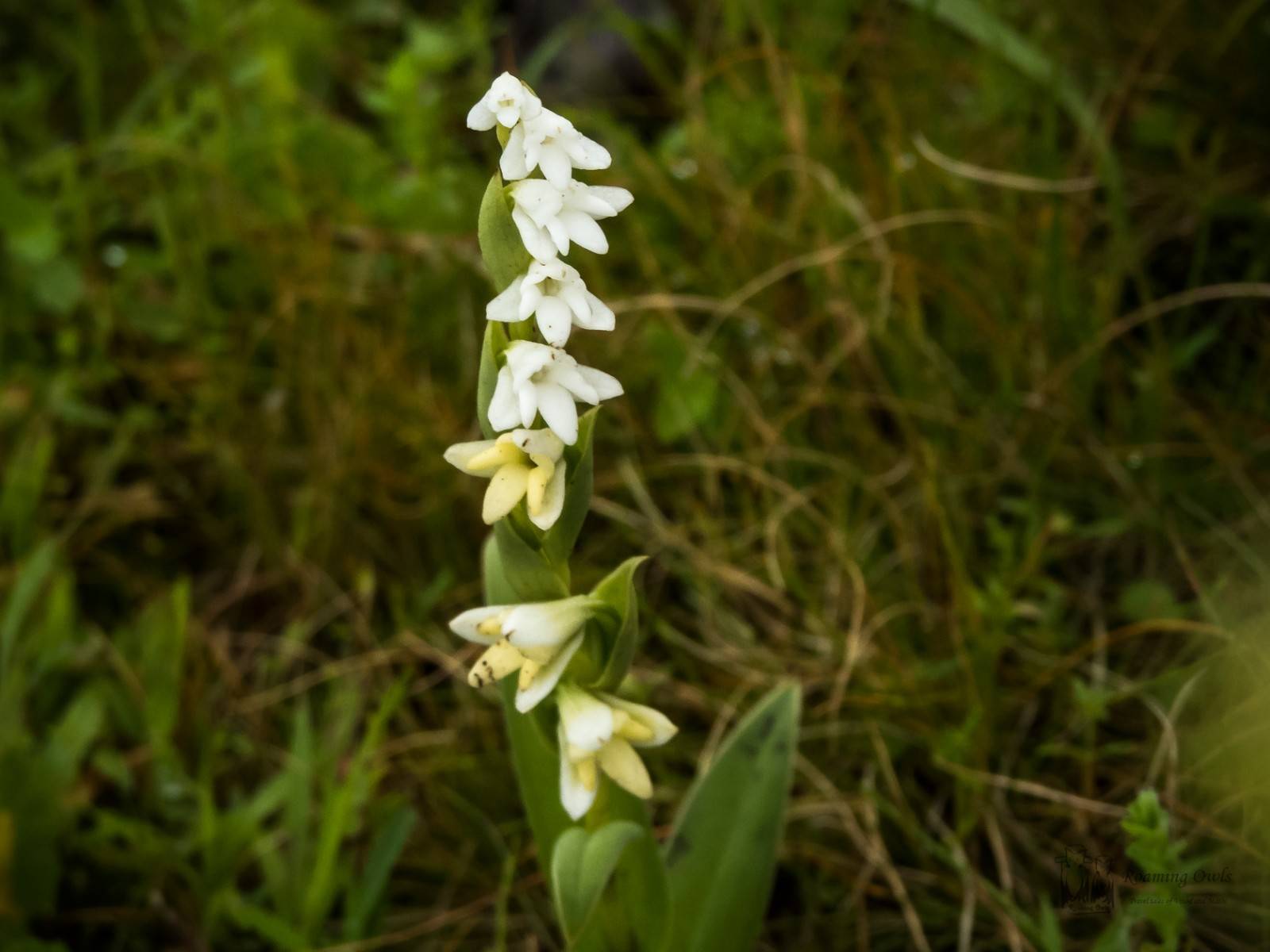 Habenaria heyneana - Toothbrush Orchid,Kaas wildflower,Kaas plateau,Kaas orchid