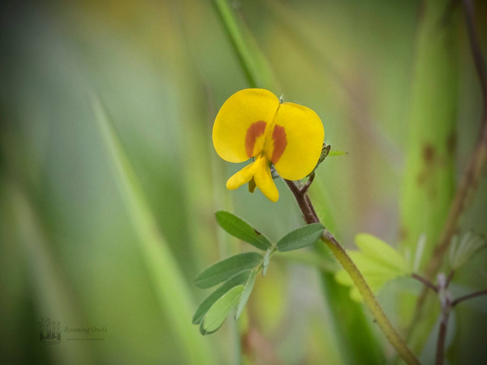 Kaas wildflower,Kaas plateau,Smithia setulosa,Bristly Smithia