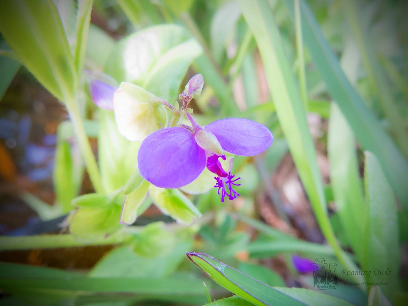 Kaas wildflower,Kaas plateau flower,Polygala erioptera,Woolly-Winged Milkwort