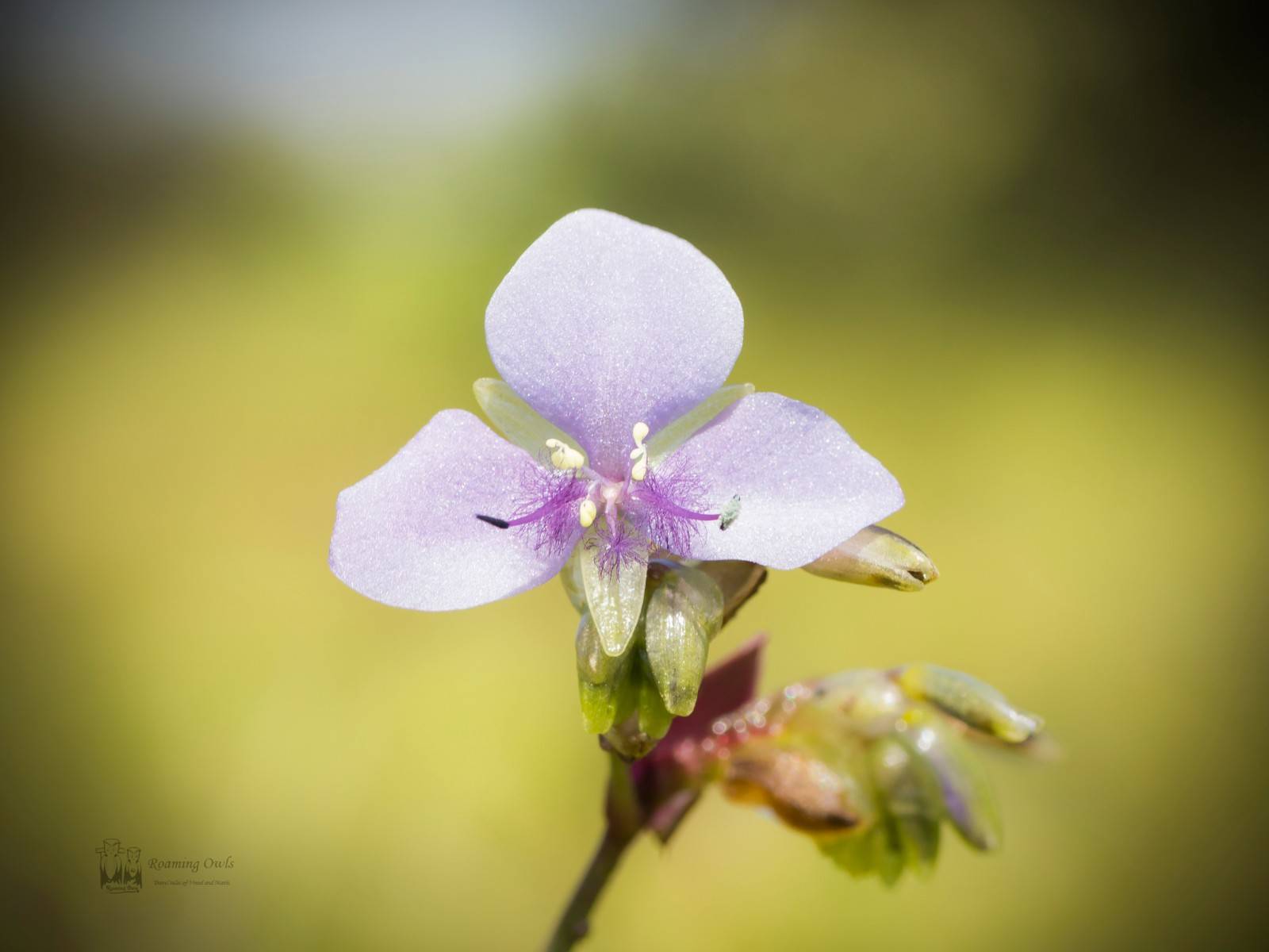 Kaas wildflower,Kaas plateau flower,Murdannia nudiflora - Naked-Stem Dewflower