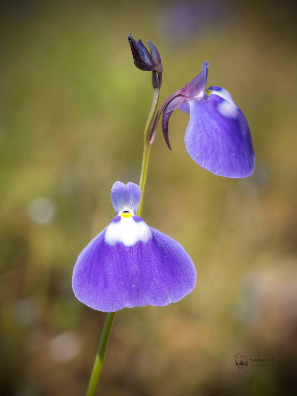 Kaas wildflower,Kaas plateau flower,Utricularia purpurascens,Grass Leaved Bladderwort