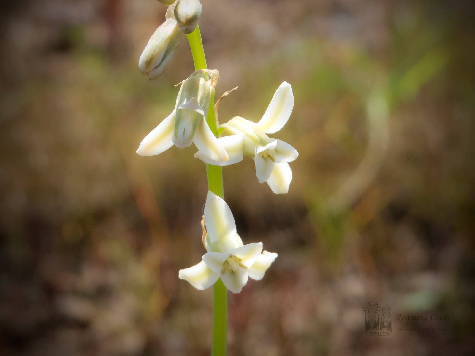 Kaas wildflower,Kaas dipcadi,Kaas plateau flower, Dipcadi ursulae,Ursula dipcadi