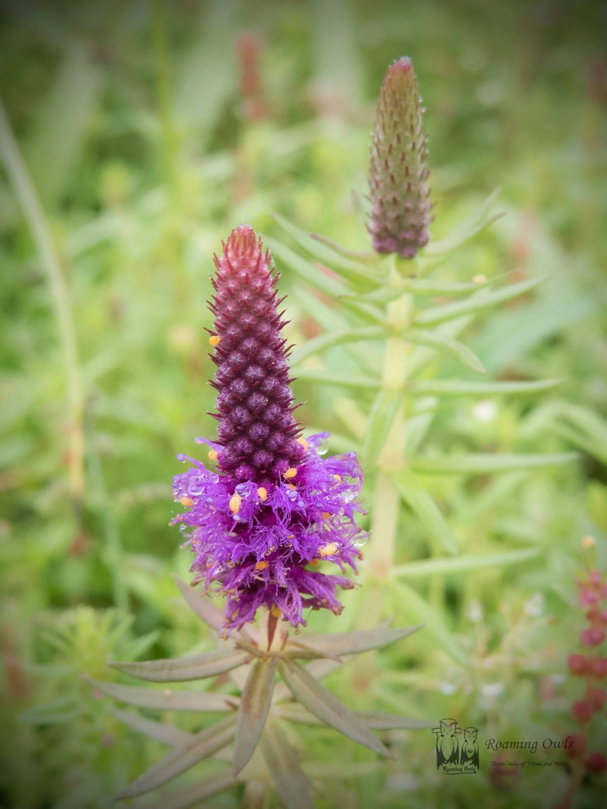 Kaas plateau,Kaas wildflower,Pogostemon deccanensis - Jambhli manjiri