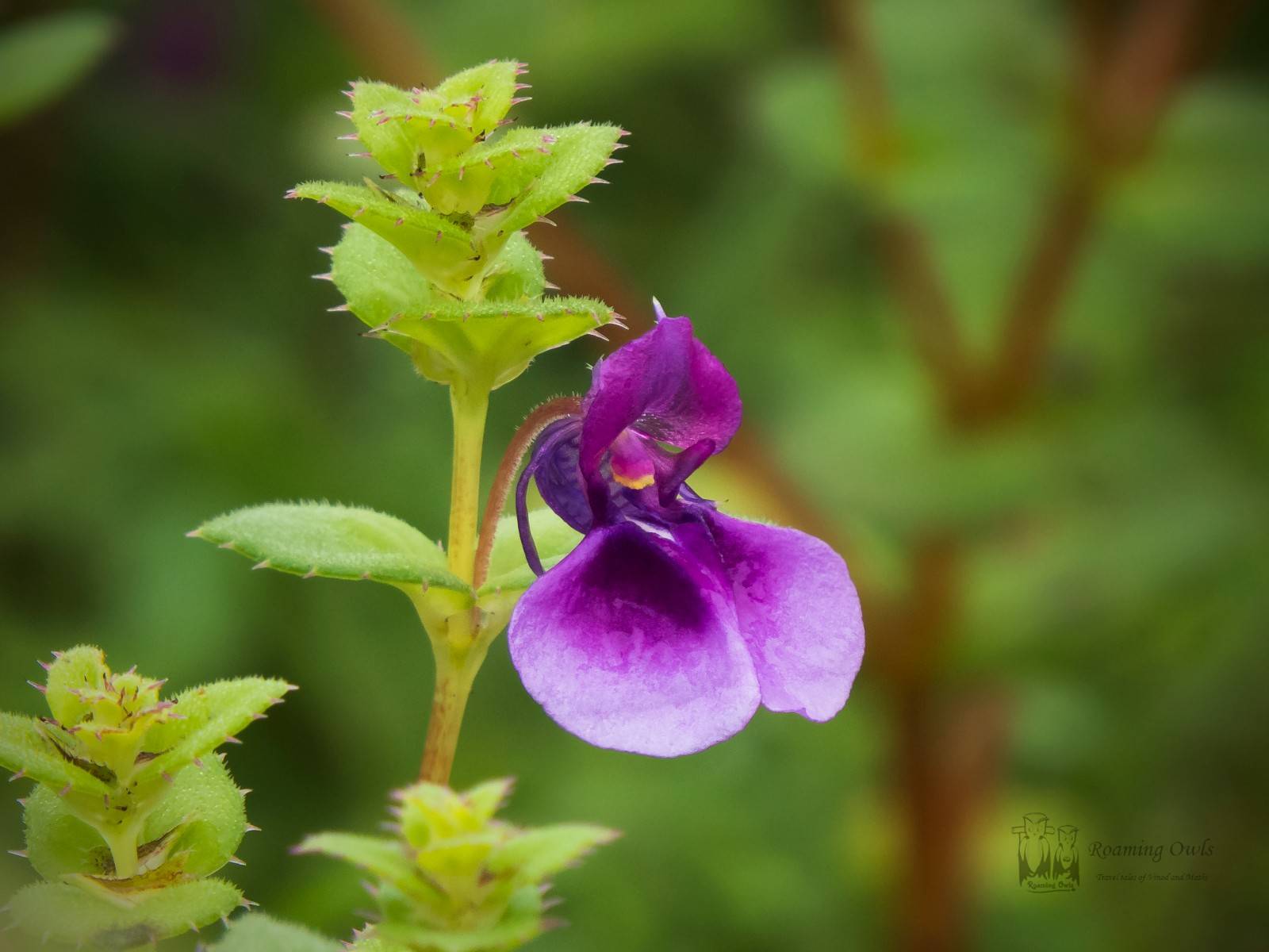 Kaas plateau,Kaas wildflowers,Kaas carpet flowers,Impatiens lawii,Law's Impatiens