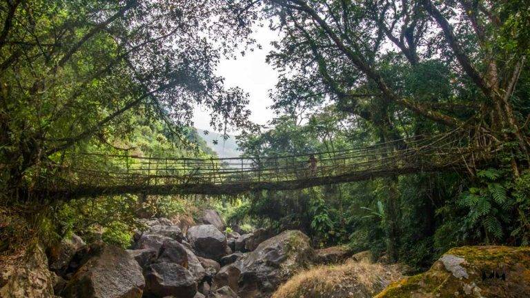 Exploring the Living Root Bridge , Meghalaya - Roaming owls