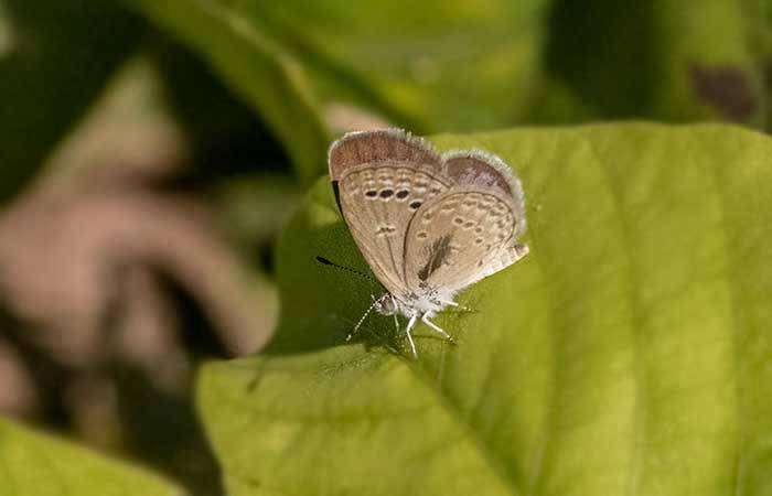 சிறிய புல் நீலன் Lesser grass blue