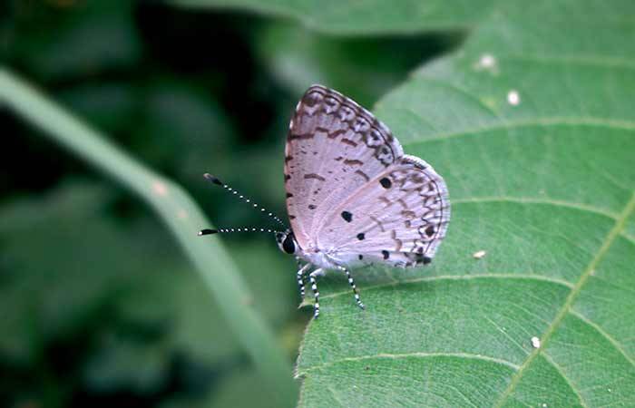 68. மலையன் Malayan