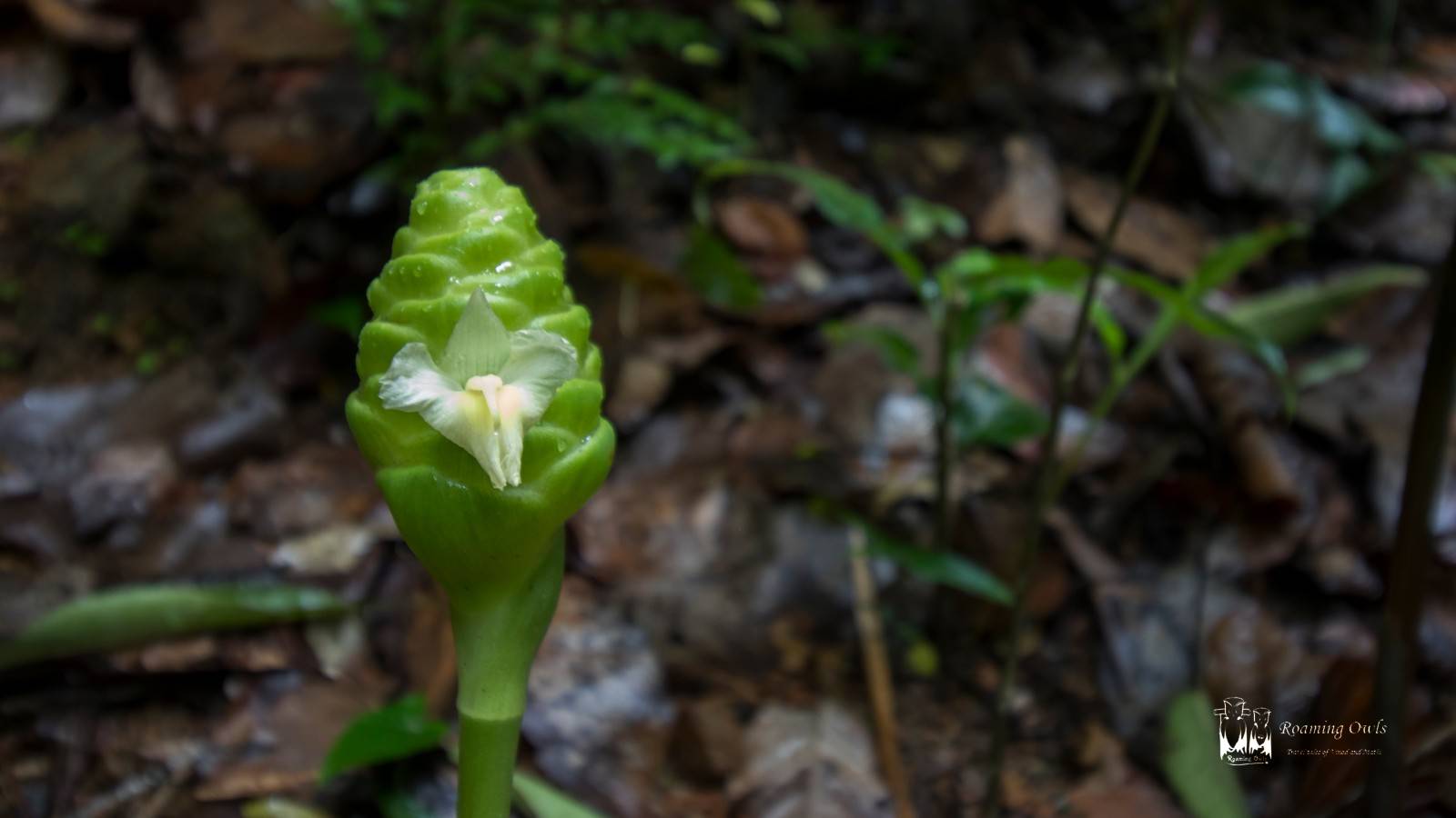 shampoo ginger Zingiber zerumbet meenmutty falls ponmudi , மீன்முட்டி அருவி