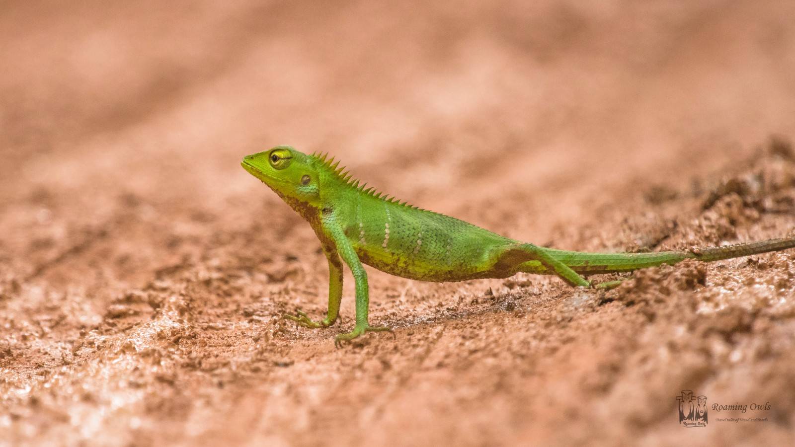 calotes calotes, green lizard, western ghats