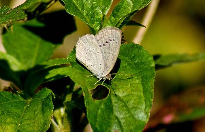 புல் நீலன் Pale Grass Blue