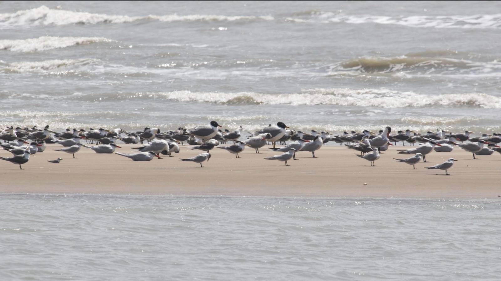 terns, Point Calimere fauna,Kodiyakarai fox, Point calimere wildlife sanctuary 