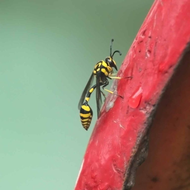 Bees and Wasps of India - Roaming Owls