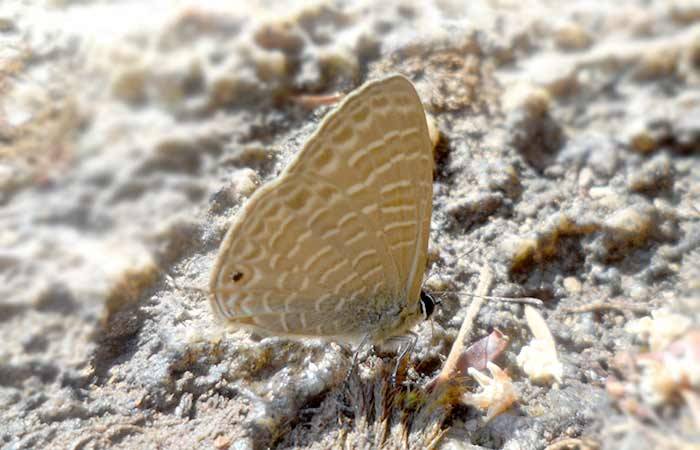 கூரான வரி நீலன் Pointed Lineblue