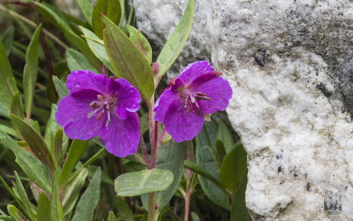 River beauty-Epilobium latifolium , valley of flowers