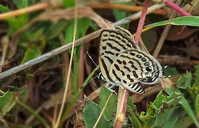 வரி நீலன் Rounded-Pierrot