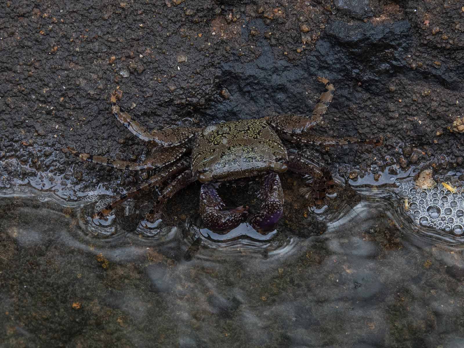 Crabs of India - Roaming Owls