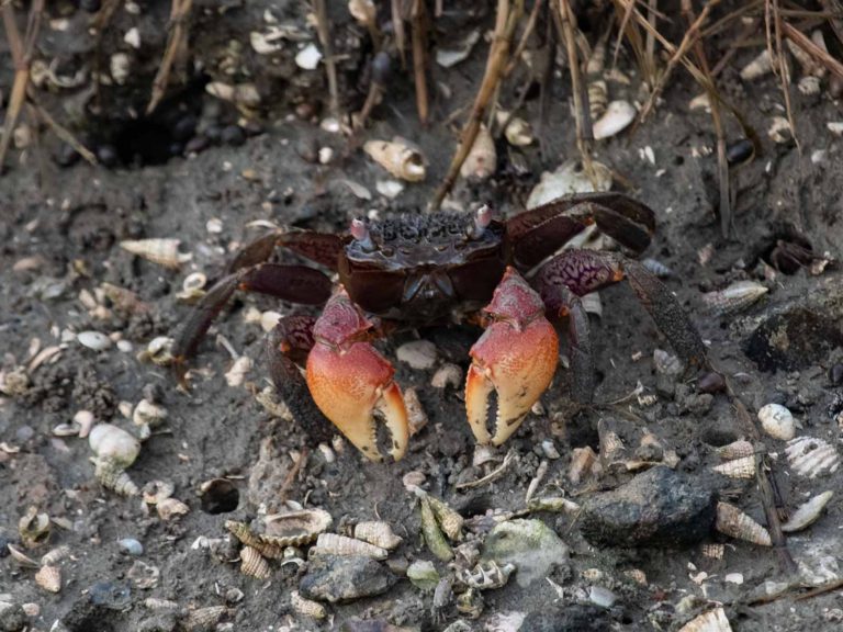 Crabs of India - Roaming Owls