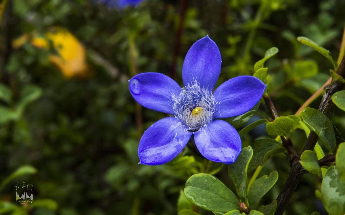 Small leaved trailing bell flower-Cyananthus microphyllus , valley of flowers