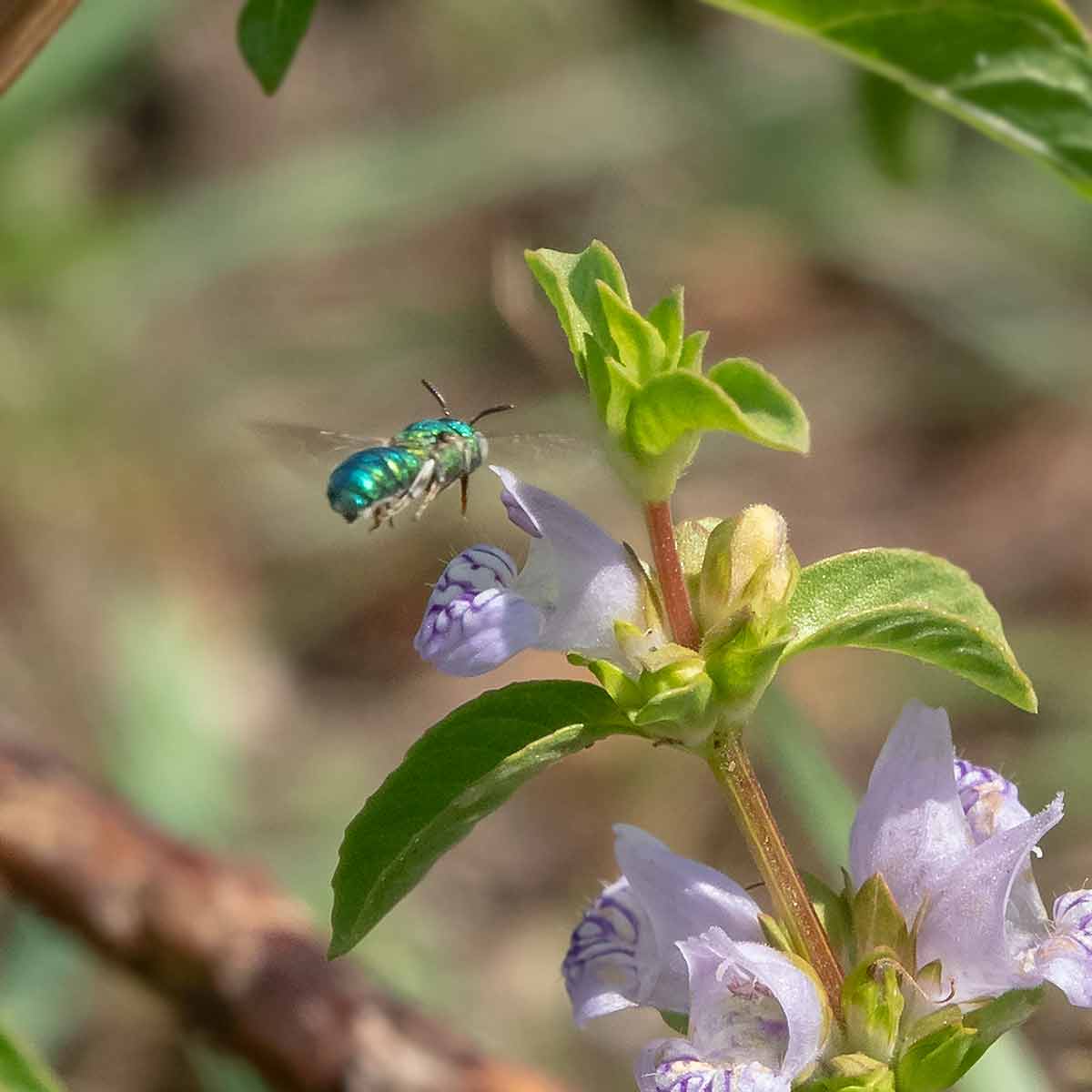 Subgenus Pithitis a member of Small Carpenter Bees Genus Ceratina