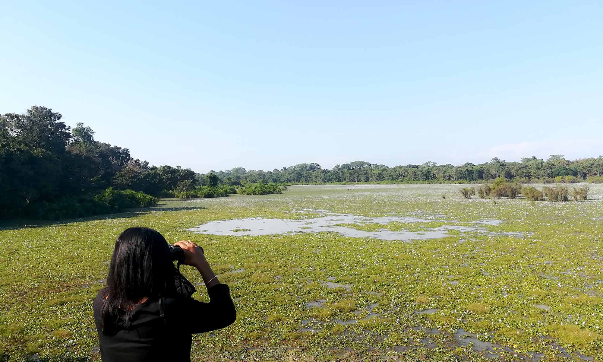 Kaziranga national park birding