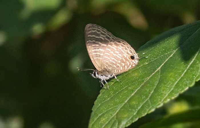 ஒலிப்புகும் ஆறு வரி நீலன் Transparent-6-lineblue