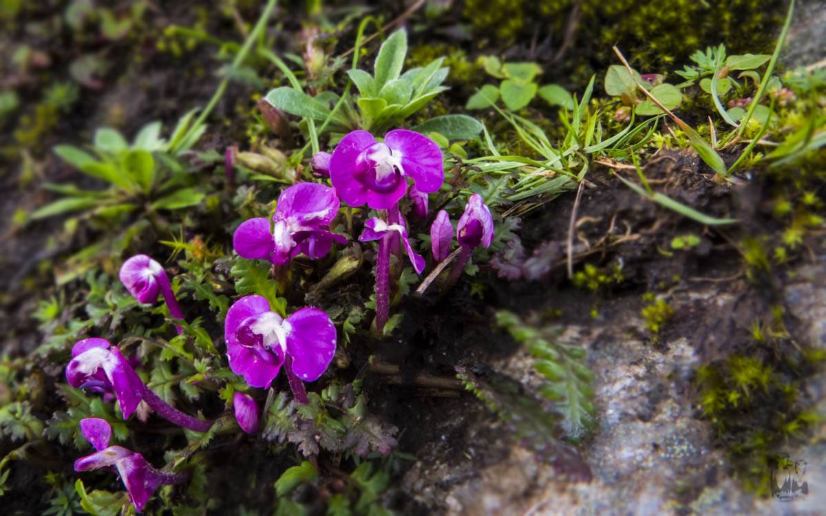Tube Lousewort - Pedicularis siphonantha , himalayan wildflower