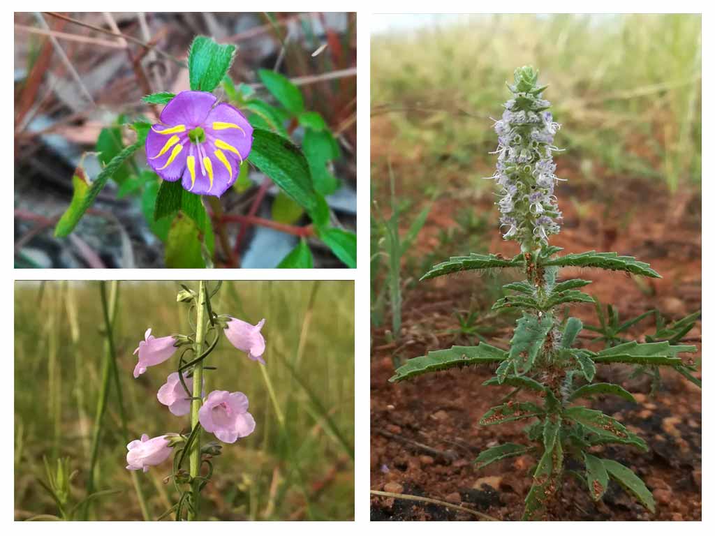 Tamilnadu flowers, South India Thyme,நீல துளசி, blue thulasi, Osbeckia Zeylanica,Sopubia trifida,Platostoma menthoides,Murdannia striatipetala,striped dew flower Vedanthangal flower collage