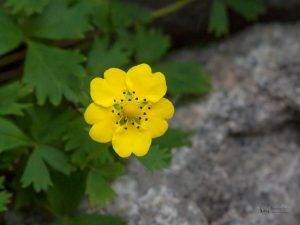 Valley of flowers - Snow Cinquefoil