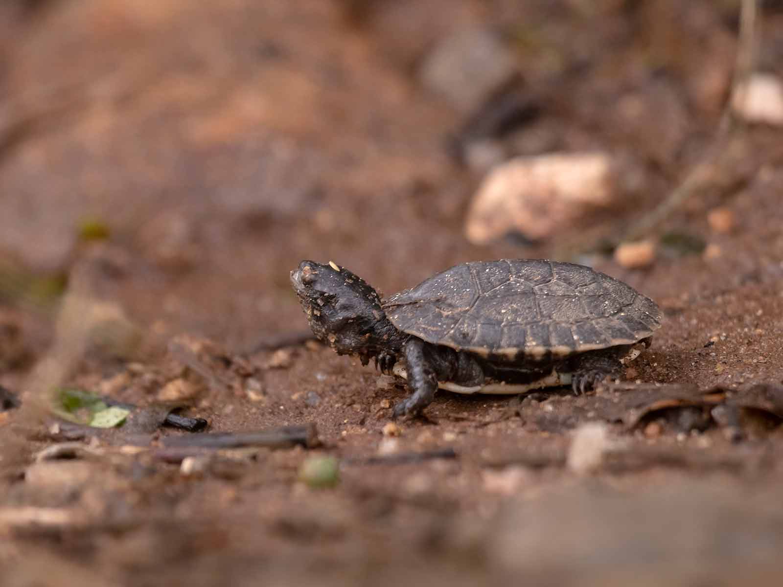 Birding in Nelliyampathy - Roaming Owls