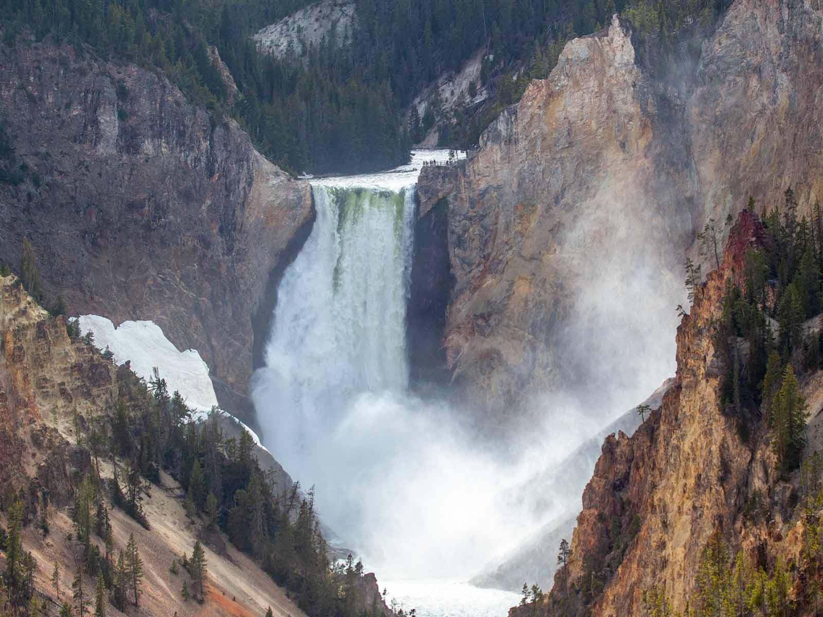 A day with Grizzlies in Yellowstone national park - Roaming Owls